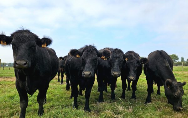 Embryon Bovin Angus – Génétique Elite