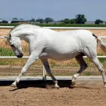 Embryon Équin Andalou Morphologie