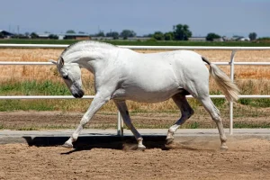 Embryon Équin Andalou Morphologie