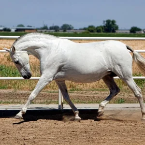 Embryon Équin Andalou Morphologie
