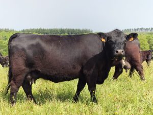 Embryon Bovin Angus – Génétique Elite