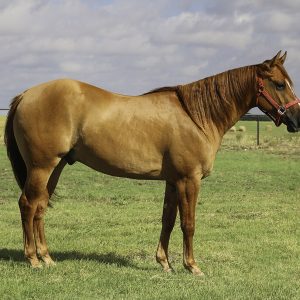 Embryon Équin Quarter Horse Lignée Travail