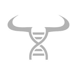 Embryon Bovin Angus Sexé Femelle