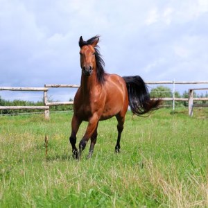 Embryon Équin Quarter Horse Performance
