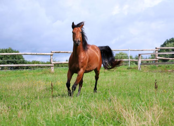 Embryon Équin Quarter Horse Performance