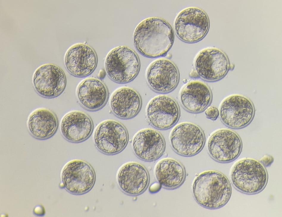 Embryo Services