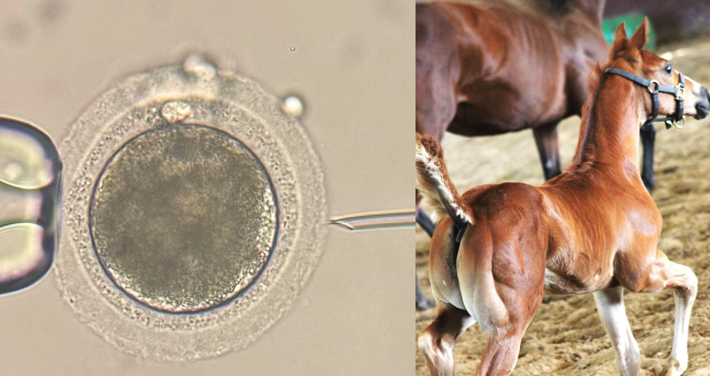 Artificial Insemination